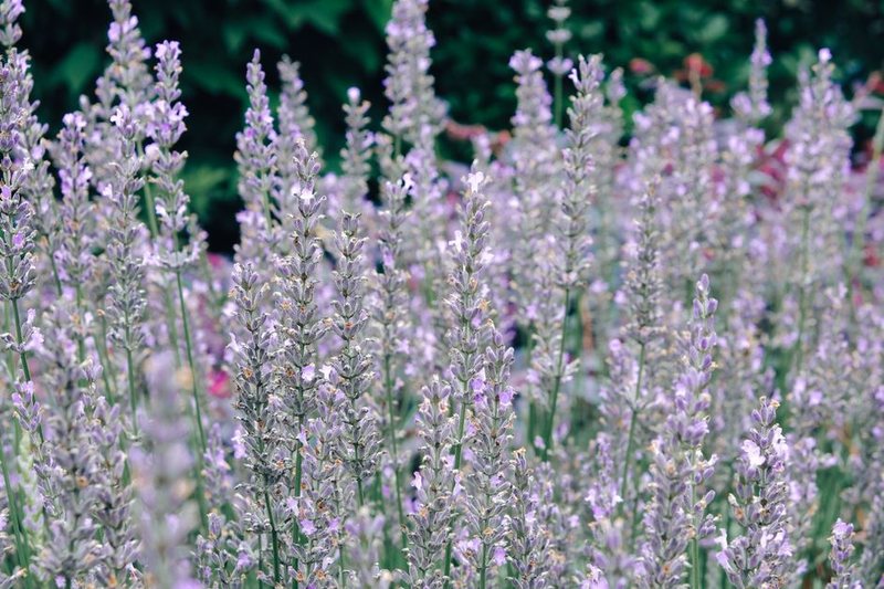 Dried Lavender Bundle