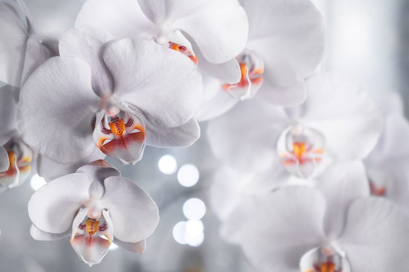 Grand Orchid Centerpiece