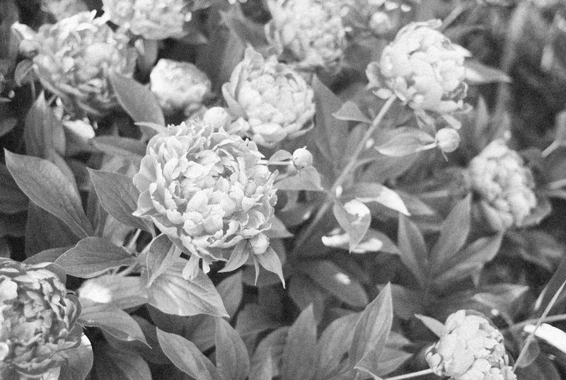 Peony Gift Box Set