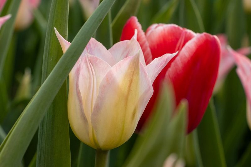 Single Stem Tulip